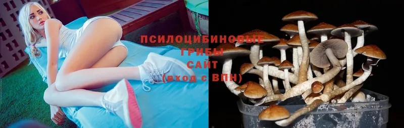 omg ONION  купить закладку  Тверь  Галлюциногенные грибы Magic Shrooms 